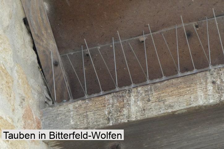 Tauben in Bitterfeld-Wolfen